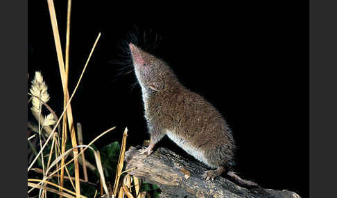 Hausspitzmaus (Crocidura russula)