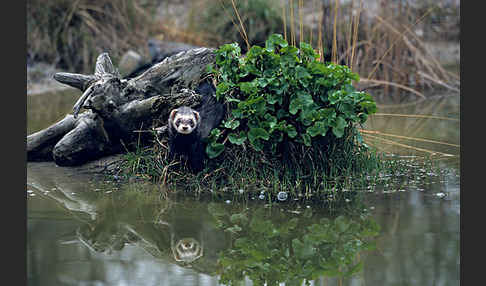 Iltis (Mustela putorius)