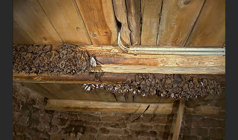 Mausohr (Myotis myotis)