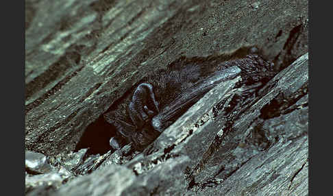 Mopsfledermaus (Barbastella barbastellus)