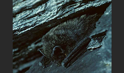 Mopsfledermaus (Barbastella barbastellus)