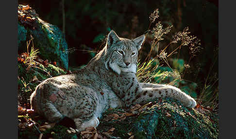 Luchs (Felis lynx)