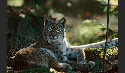 Luchs (Felis lynx)