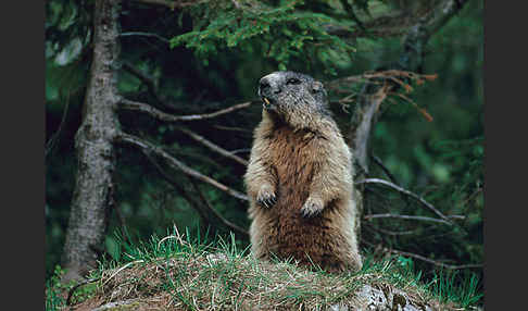 Murmeltier (Marmota marmota)