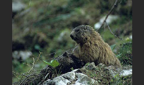 Murmeltier (Marmota marmota)