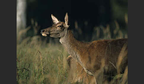 Rotwild (Cervus elaphus)