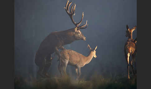 Rotwild (Cervus elaphus)