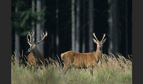 Rotwild (Cervus elaphus)