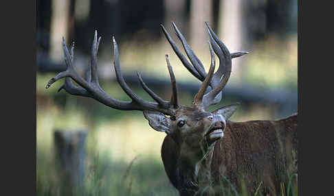 Rotwild (Cervus elaphus)