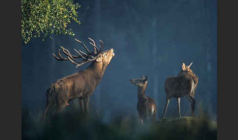 Rotwild (Cervus elaphus)