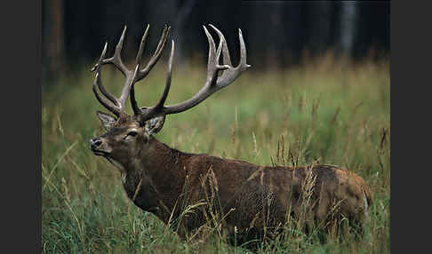 Rotwild (Cervus elaphus)