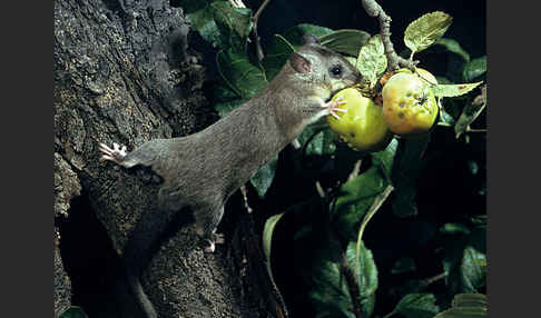 Siebenschläfer (Glis glis)