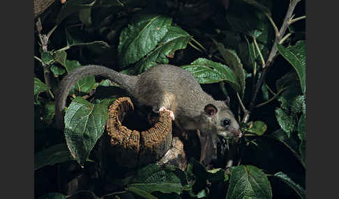 Siebenschläfer (Glis glis)