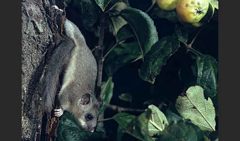 Siebenschläfer (Glis glis)