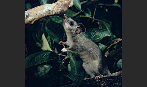 Siebenschläfer (Glis glis)