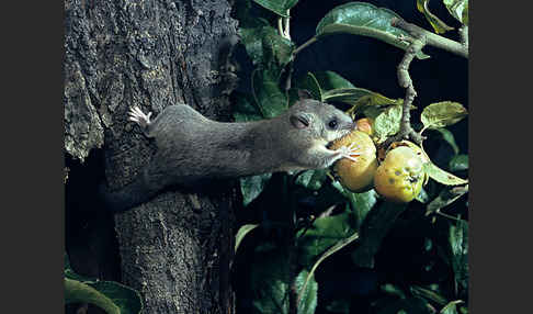 Siebenschläfer (Glis glis)