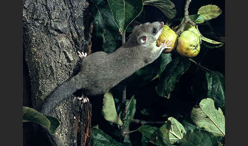 Siebenschläfer (Glis glis)