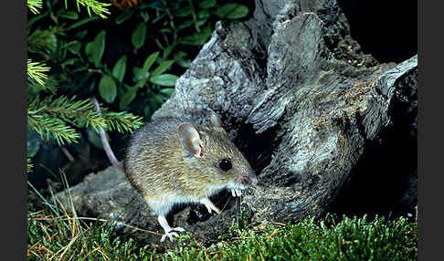 Waldmaus (Apodemus sylvaticus)