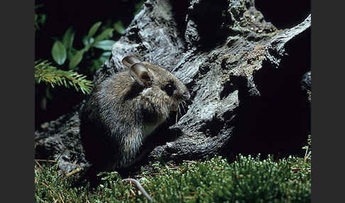 Waldmaus (Apodemus sylvaticus)