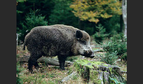 Schwarzwild (Sus scrofa)