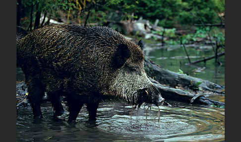 Schwarzwild (Sus scrofa)