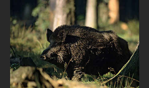 Schwarzwild (Sus scrofa)