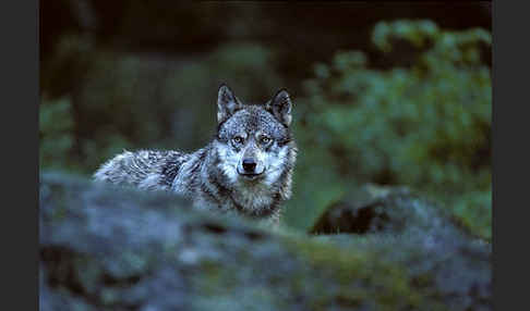 Wolf (Canis lupus)