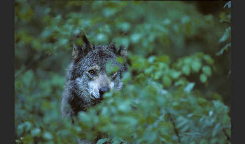 Wolf (Canis lupus)