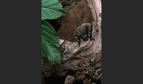 Große Bartfledermaus (Myotis brandti)