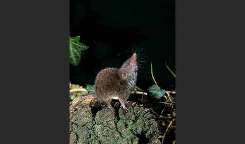 Hausspitzmaus (Crocidura russula)