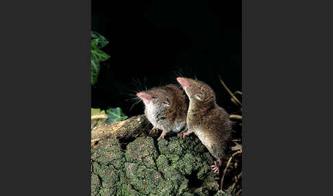 Hausspitzmaus (Crocidura russula)