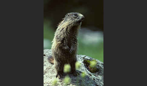 Murmeltier (Marmota marmota)