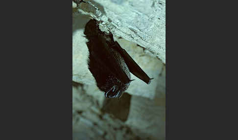 Mopsfledermaus (Barbastella barbastellus)