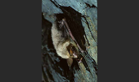 Mausohr (Myotis myotis)