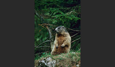 Murmeltier (Marmota marmota)