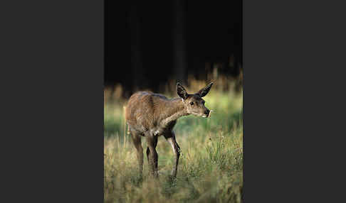 Rotwild (Cervus elaphus)