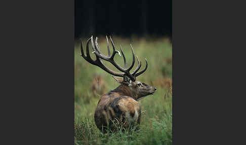 Rotwild (Cervus elaphus)