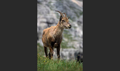 Steinbock (Capra ibex)