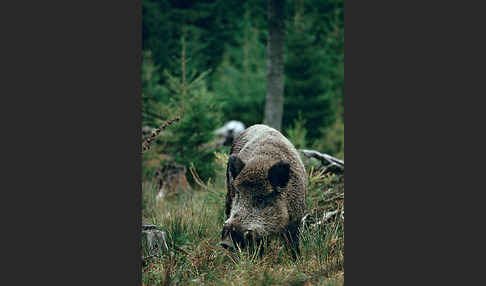 Schwarzwild (Sus scrofa)