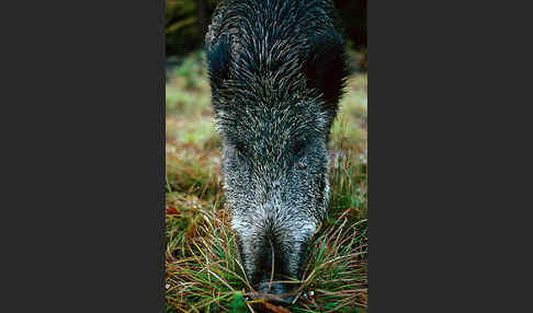 Schwarzwild (Sus scrofa)