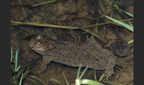 Gelbbauchunke (Bombina variegata)