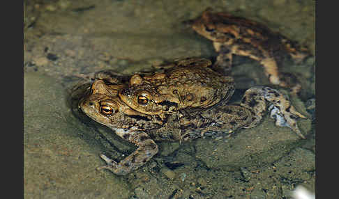 Erdkröte (Bufo bufo)