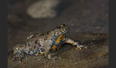 Gelbbauchunke (Bombina variegata)