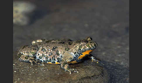 Gelbbauchunke (Bombina variegata)