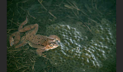 Grasfrosch (Rana temporaria)