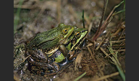 Grünfrosch (Pelophylax spec.)