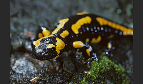 Feuersalamander (Salamandra salamandra)