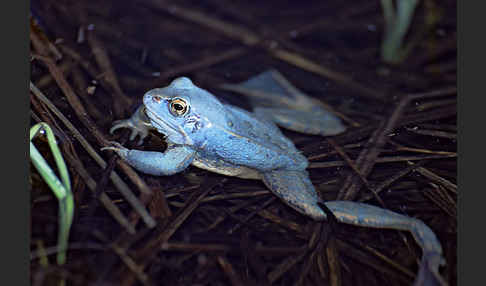 Moorfrosch (Rana arvalis)