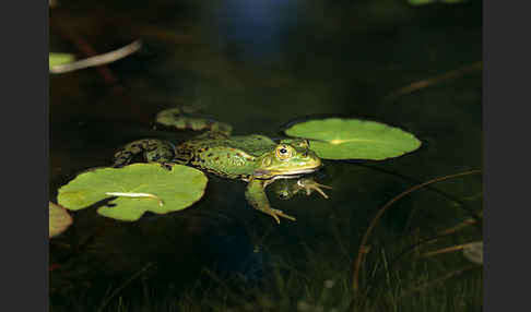 Grünfrosch (Pelophylax spec.)