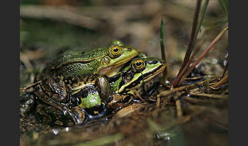 Grünfrosch (Pelophylax spec.)